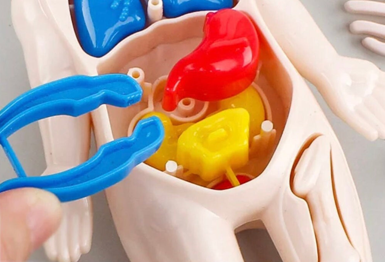 14-Piece Human Body Organ Educational Toy | DIY