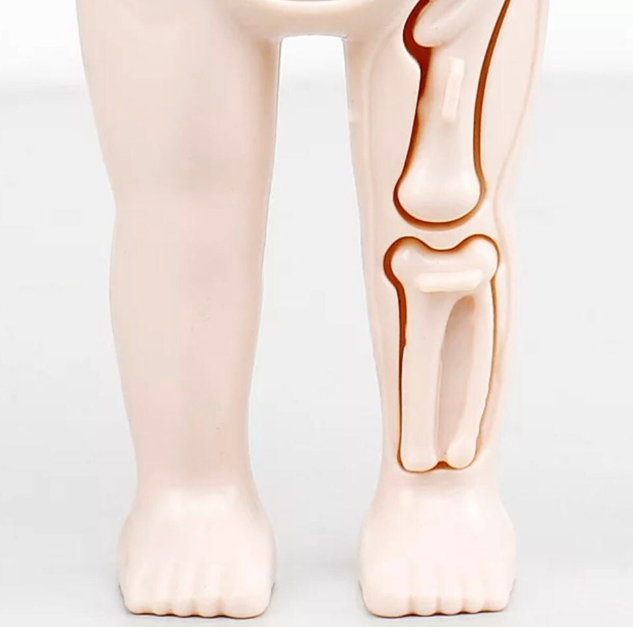 14-Piece Human Body Organ Educational Toy | DIY