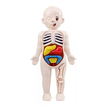 14-Piece Human Body Organ Educational Toy | DIY